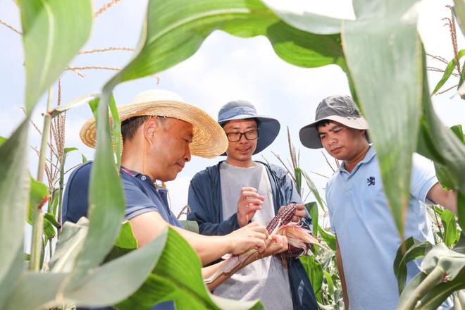 农业领域发展有哪些新风口？上海参事调研10镇20村后提出十个方向性建议开云电竞(图1)