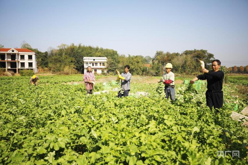 振兴开云电竞“湘”村：金甲岭萝卜“鲜甜”上市 年总产值突破1亿元(图1)